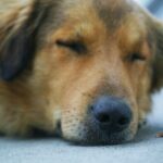 Comment soulager la douleur de votre chien de manière naturelle ?